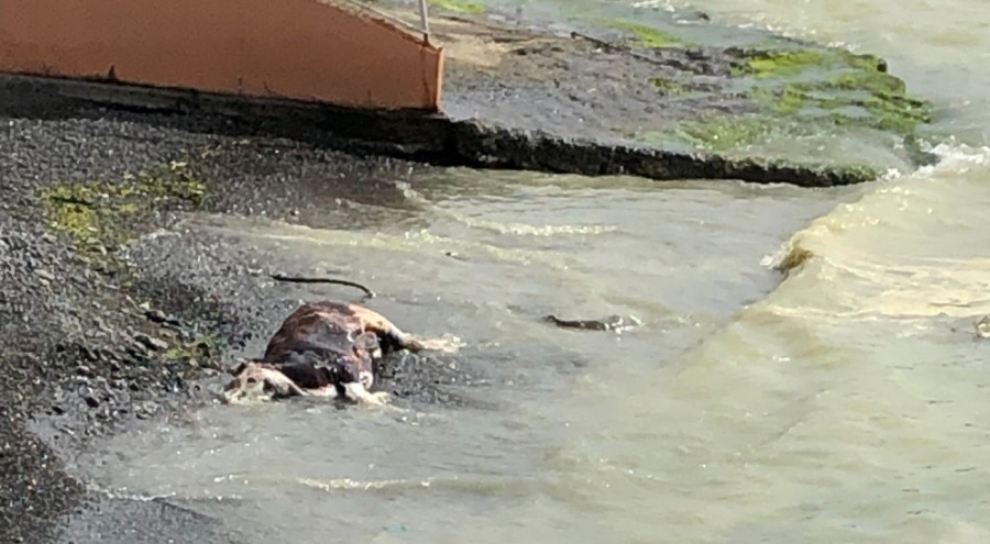 Sahile ölü inek vurdu