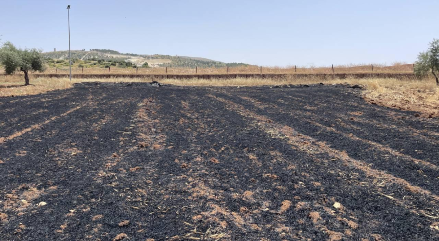 Arpa ekili arazide yangın!