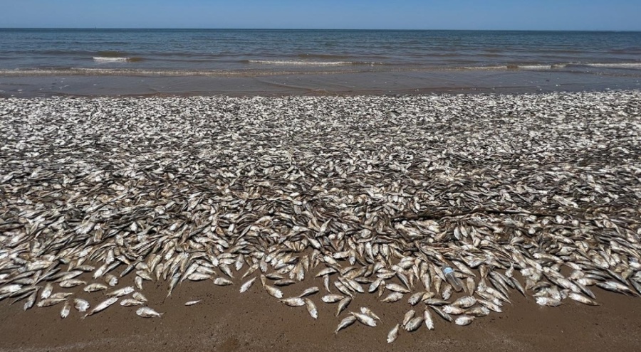 ABD'de binlerce balık kıyıya vurdu