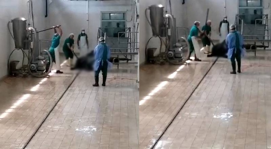 Adana Et ve Süt Kurumu'nda skandal görüntüler! Kesim öncesi başına defalarca sopayla vuruldu