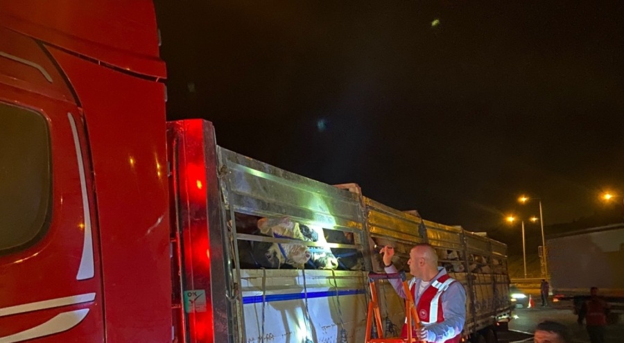 İstanbul'a kurbanlık hayvan girişleri başladı