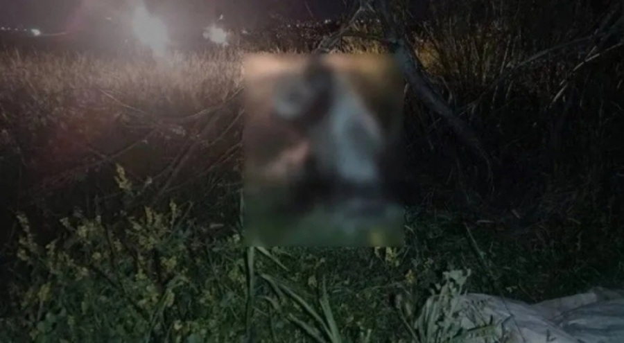 17 köpek ağaca asılı halde bulunmuştu! O belediyeden açıklama geldi