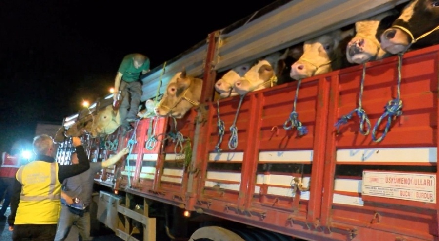 Kurbanlık hayvan girişleri başladı