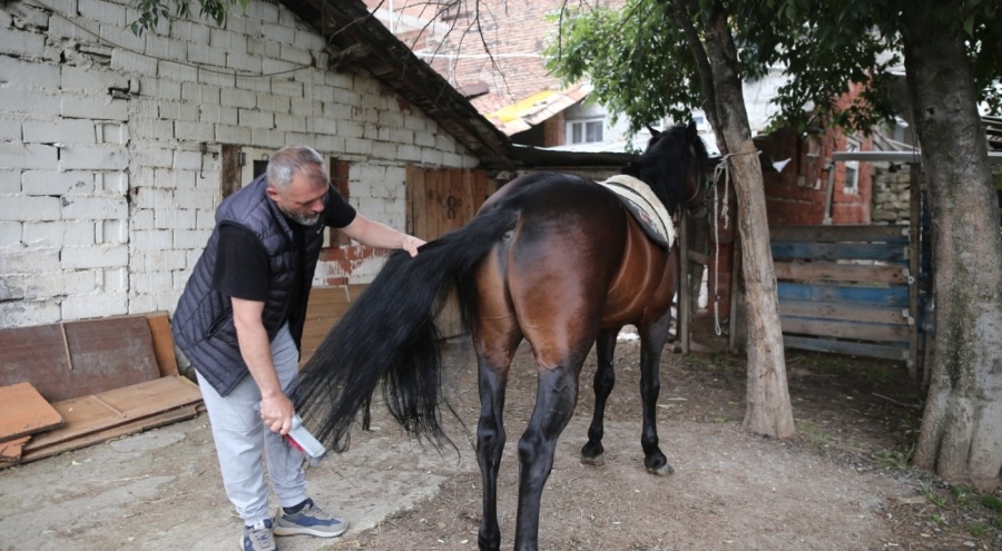 "Uludağ" isimli tay annesinin karnındayken satıldı: 11 ay bekledi