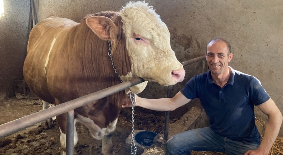 1 ton 150 kilogramlık kurbanlık satışa çıktı!