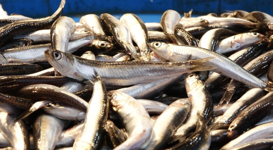 Avlanan 2 balıktan 1'i hamsi