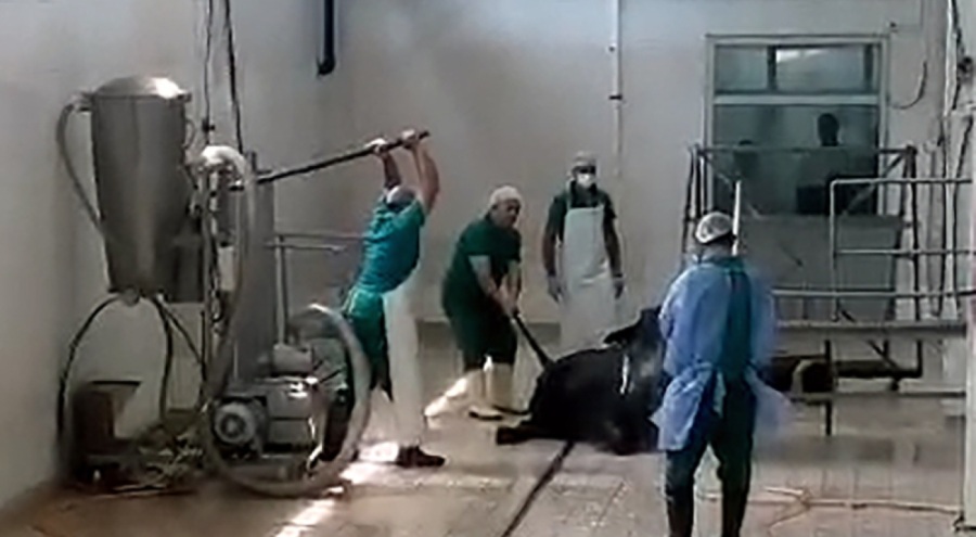 Adana'da hayvana eziyet eden canilerden 'Sakinleştirmek için vurduk' savunması!