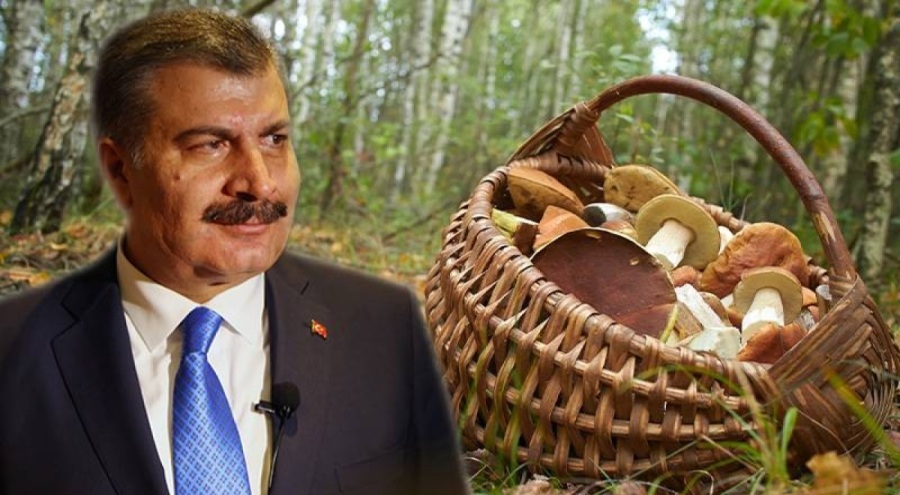 Sağlık Bakanı Koca'dan mantar zehirlenmelerine karşı uyarı