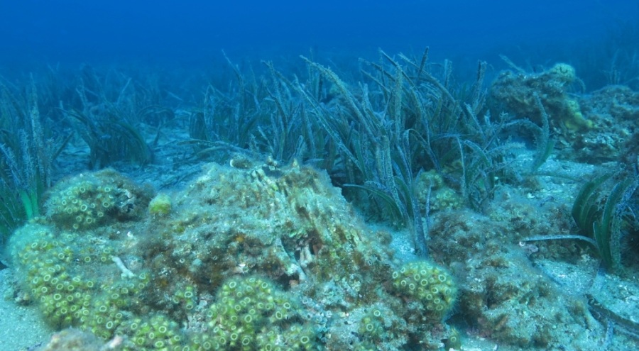 Taş mercanlar yok olma tehlikesi altında!