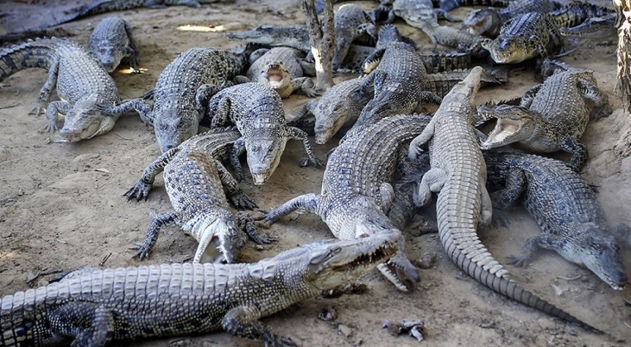 Afrika ülkesi timsahları satıyor!