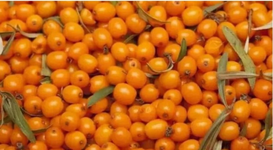 Yabani iğde içinde mucize barındırıyor