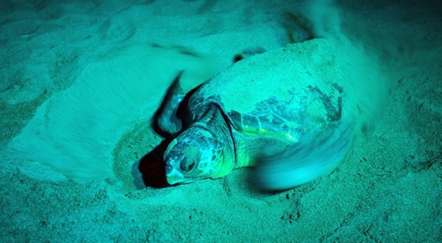 Antalya'da caretta carettalar kayıt altına alınıyor