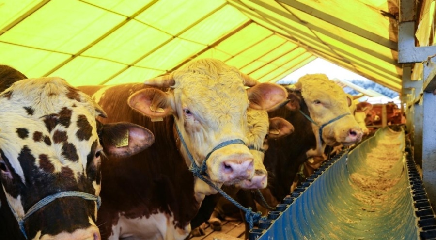 AFAD deprem bölgesi için kurban bağışı kampanyası başlattı