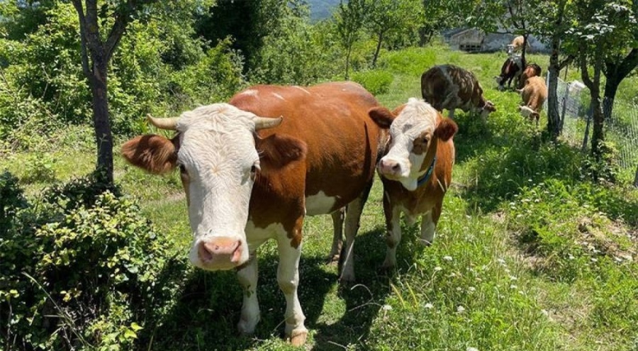 Bartın'da 90 köyde şap karantinası başladı!