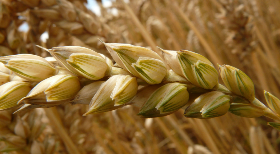Buğday ve arpa fiyatları düştü