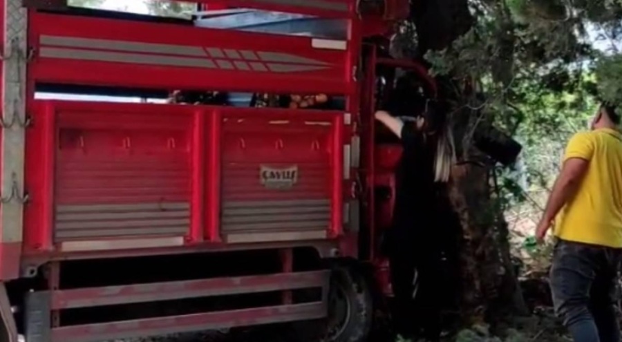 Mersin'de kamyonet ağaca çarptı: Ölü ve yaralılar var