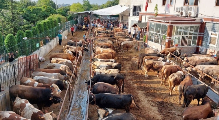 Sokakta kurban kesip atıkları toprağa gömenlere ceza yağacak