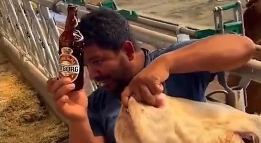 Kurbanlık hayvana işkence! Zorla içki içirdi
