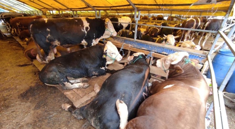 Kurban pazarlarındaki büyükbaşların yüzde 80'inin satıldığı açıklandı