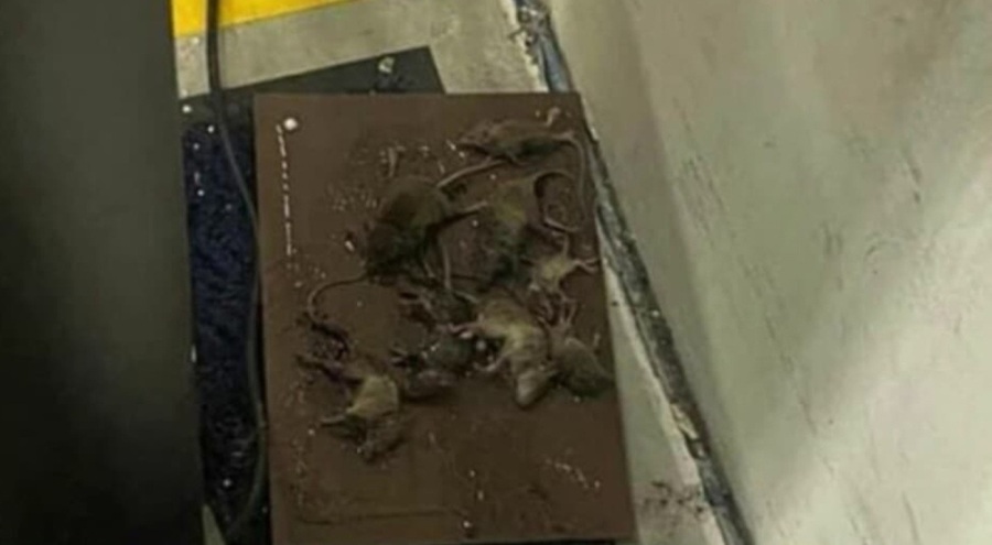 Fareler Amazon'un deposunu istila etti