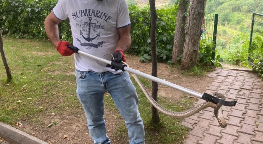 Çocuk emzirme odasında zehirli engerek paniği!