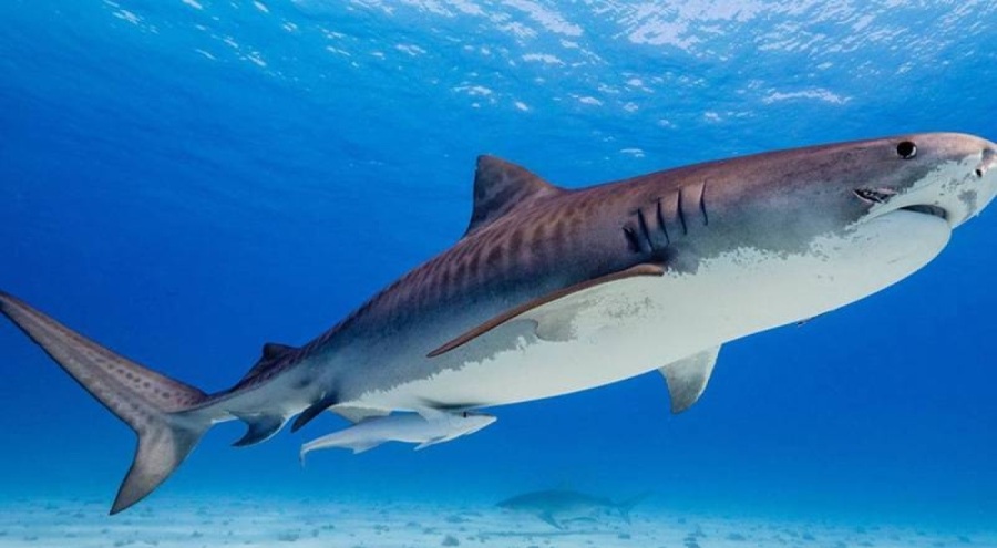 Belgesel çeken Netflix ekibine köpekbalıkları saldırdı