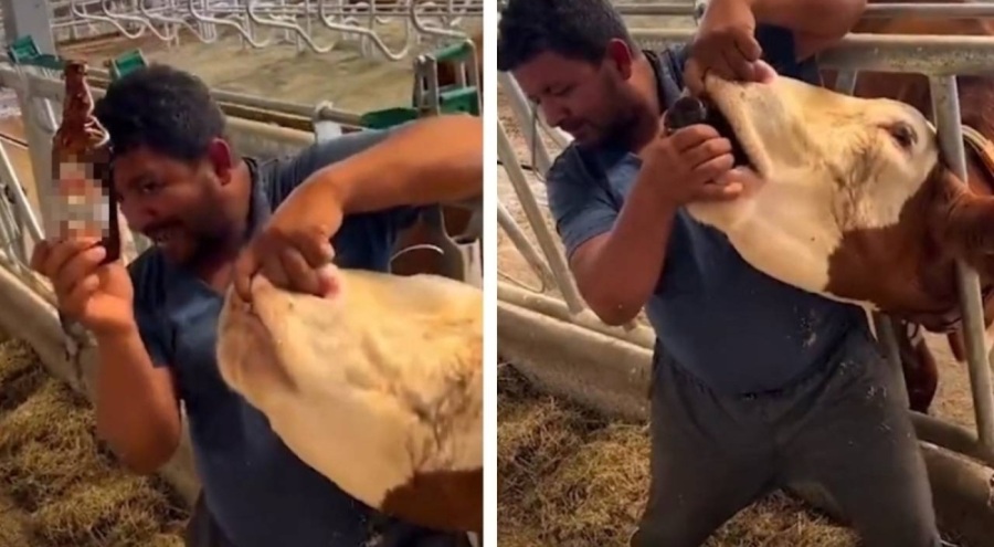 İneğe içki verdiği öne sürülen çiftlik çalışanı konuştu: Yanlış anlaşıldık