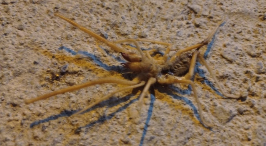 Batman'da zehirli örümcek paniği