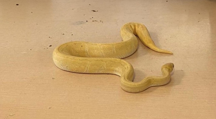 28 piton yılanı sınırda yakalandı