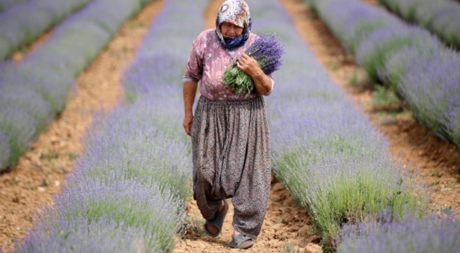 Lavanta hasadı başladı