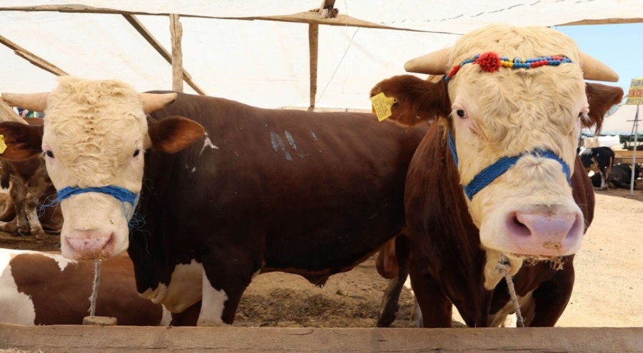 Kurban pazarlarındaki ekonomik hareketlilik beklentisi 80 milyar lira