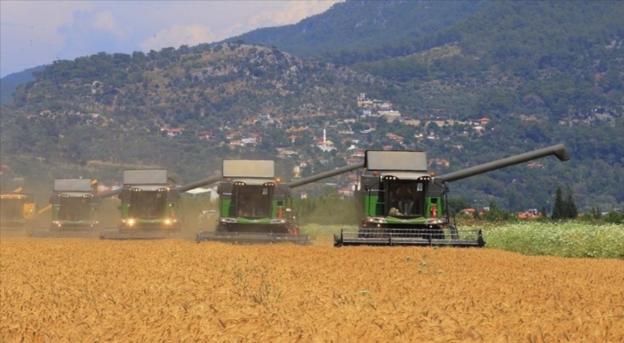 Tohumluk buğday hasadı başladı