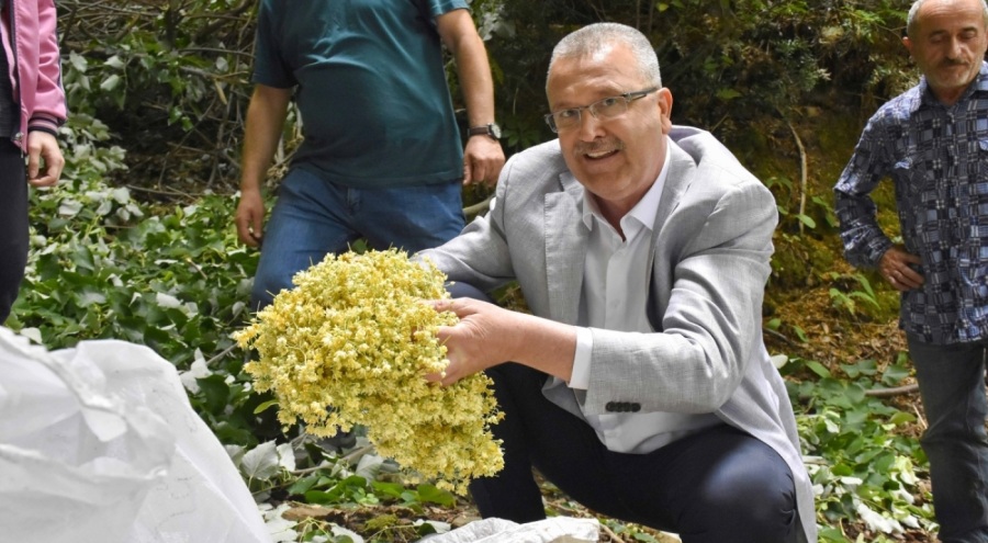 Türkiye'nin en büyük ıhlamur ormanlarında hasat gün sayıyor
