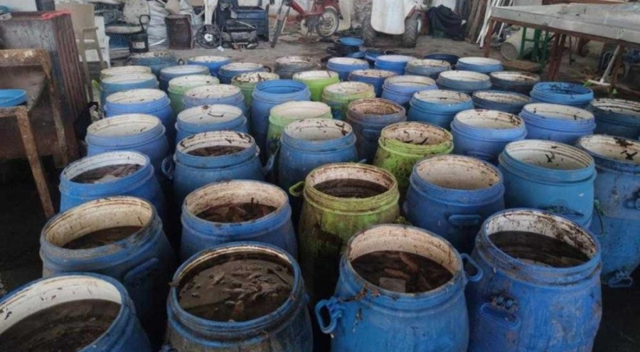 İzmir'de 900 kilogram deniz patlıcanı denize bırakıldı