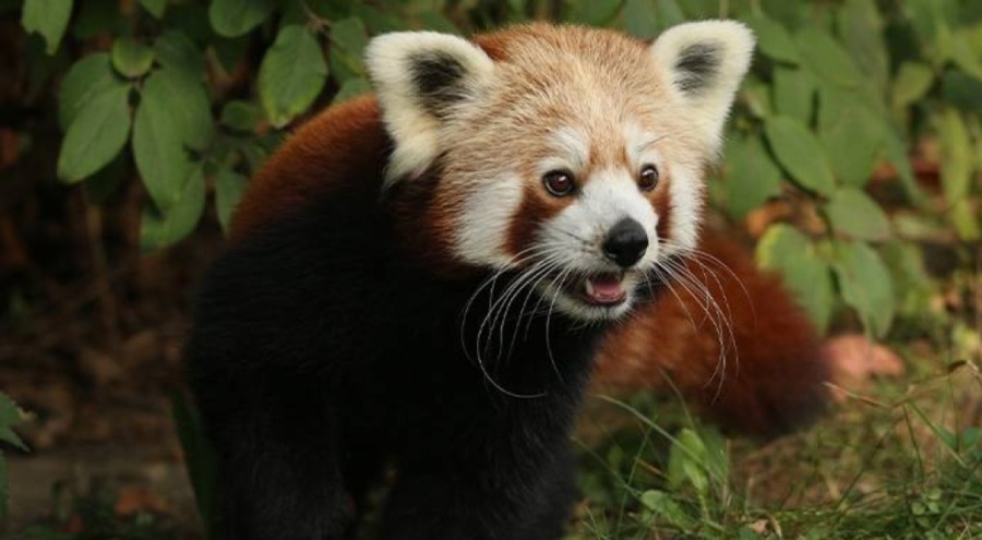 Kızıl panda yalnız kalmak için kafesinden kaçtı