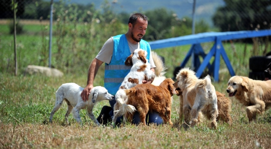 Bursa'da terk edilen 20 evcil köpeğe yuva aranıyor