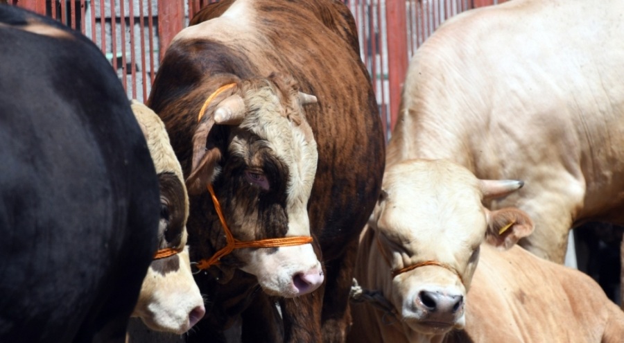 TZOB Başkanı: Kurbanlıklara 69,3 milyar lira ödenecek