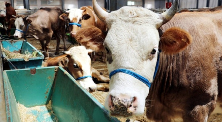 Kurbanlıkta büyükbaş yüzde 140,5 küçükbaş ise yüzde 103,9 arttı!