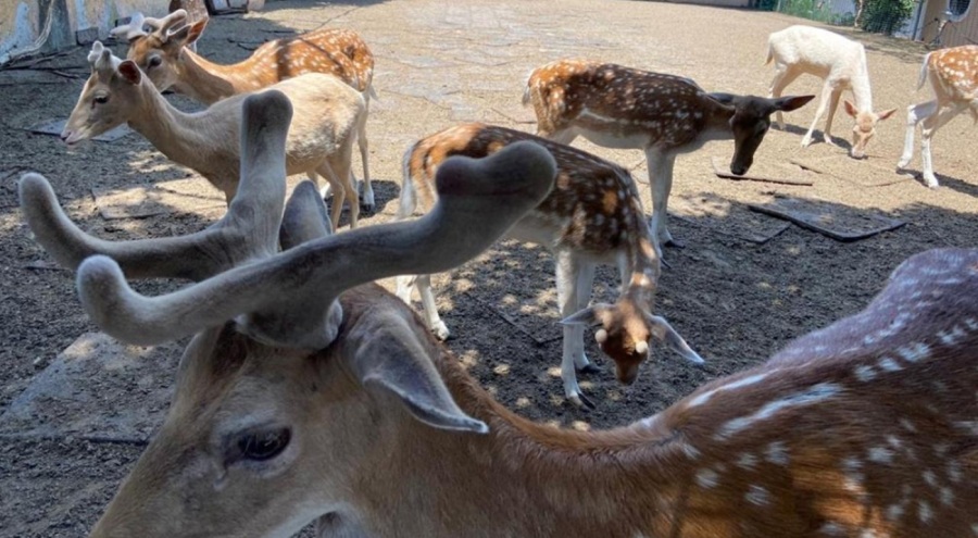 Yasa dışı hayvan ticareti yapanlara milyonluk ceza