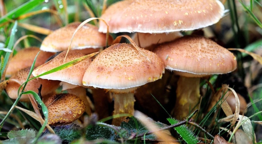 Mantar zehirlenmeleri artıyor!