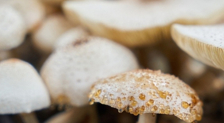 Bir haftada 54 kişi zehirlenmişti! Mantardan bir kişi hayatını kaybetti