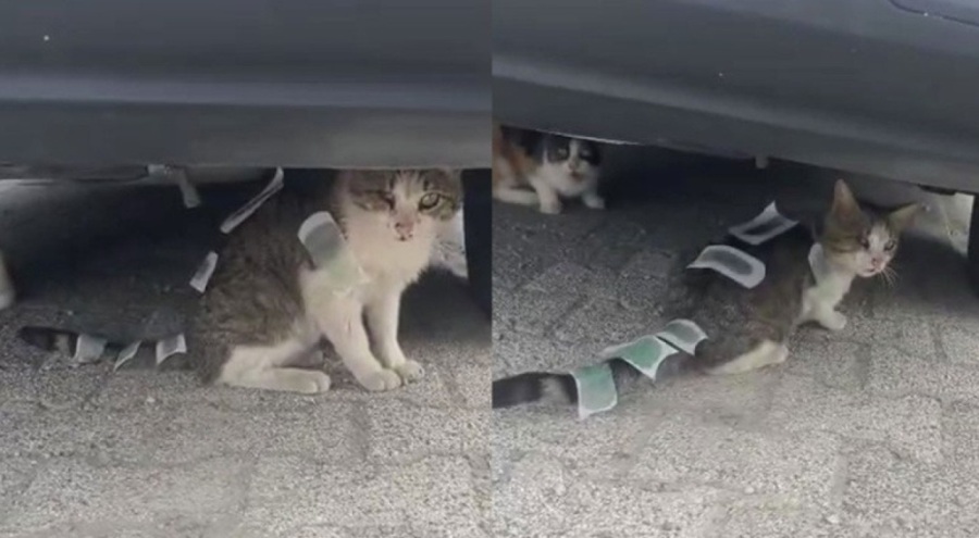 Vücuduna ağda bantları yapıştırılan kedi şoke etti