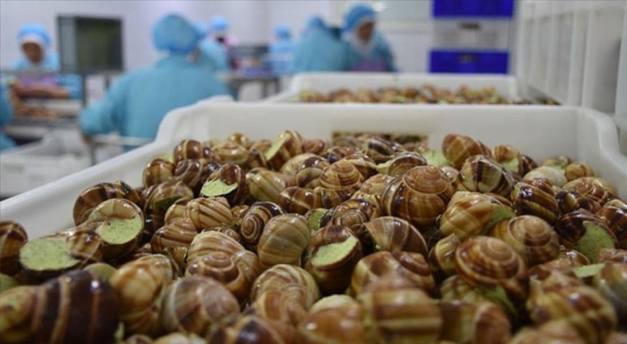 Deniz salyangozu ihracatı 7,2 milyon doları yükseldi