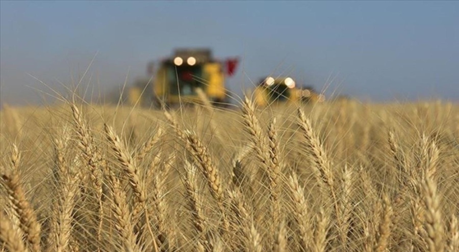 TMO: Hububat hasadı yüzde 10 seviyesinde
