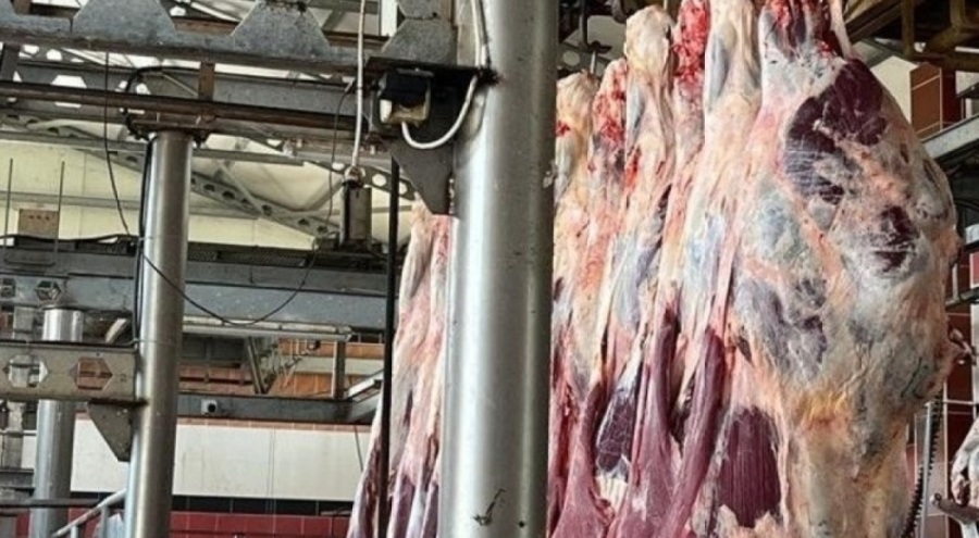 Kırklareli'nde 27 kaçak hayvan ele geçirildi