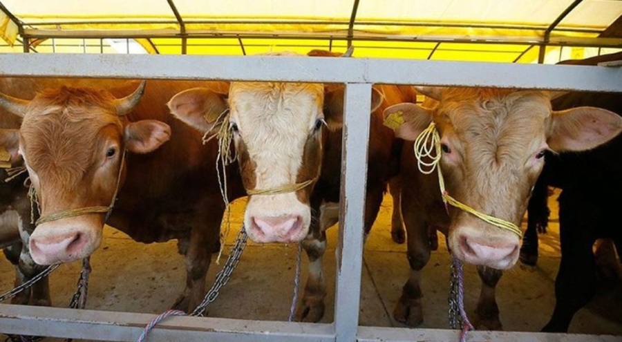 TZOB'tan kurbanlık fiyatları açıklaması geldi