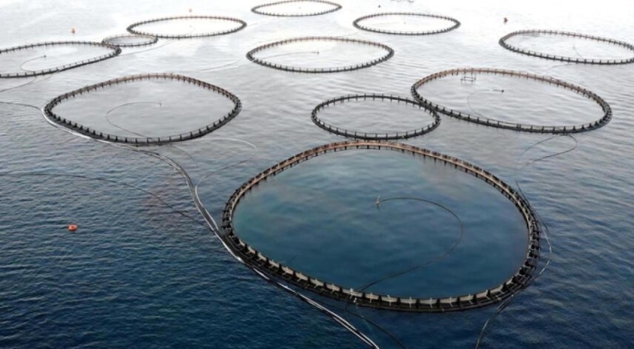 Kültür balıkçılığı rekor kırdı