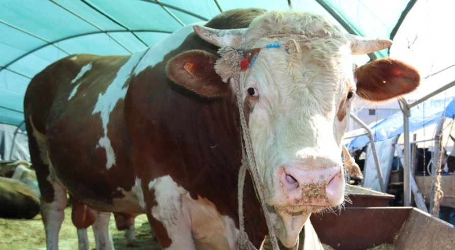 1 ton 650 kilogramlık "Vartolu" isimli dana araba fiyatına satıldı