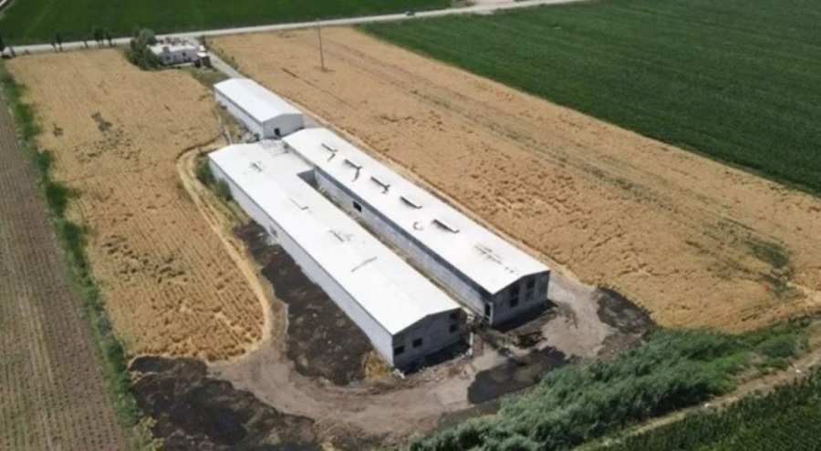 Diyarbakır'da 12 bin 500 tavuk öldü