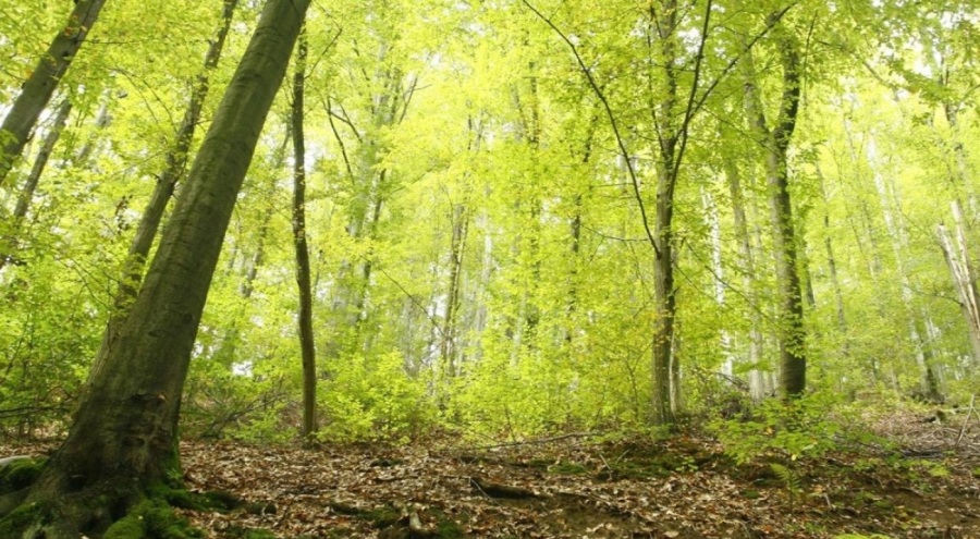 Çanakkale'de de ormanlara girişleri yasaklandı